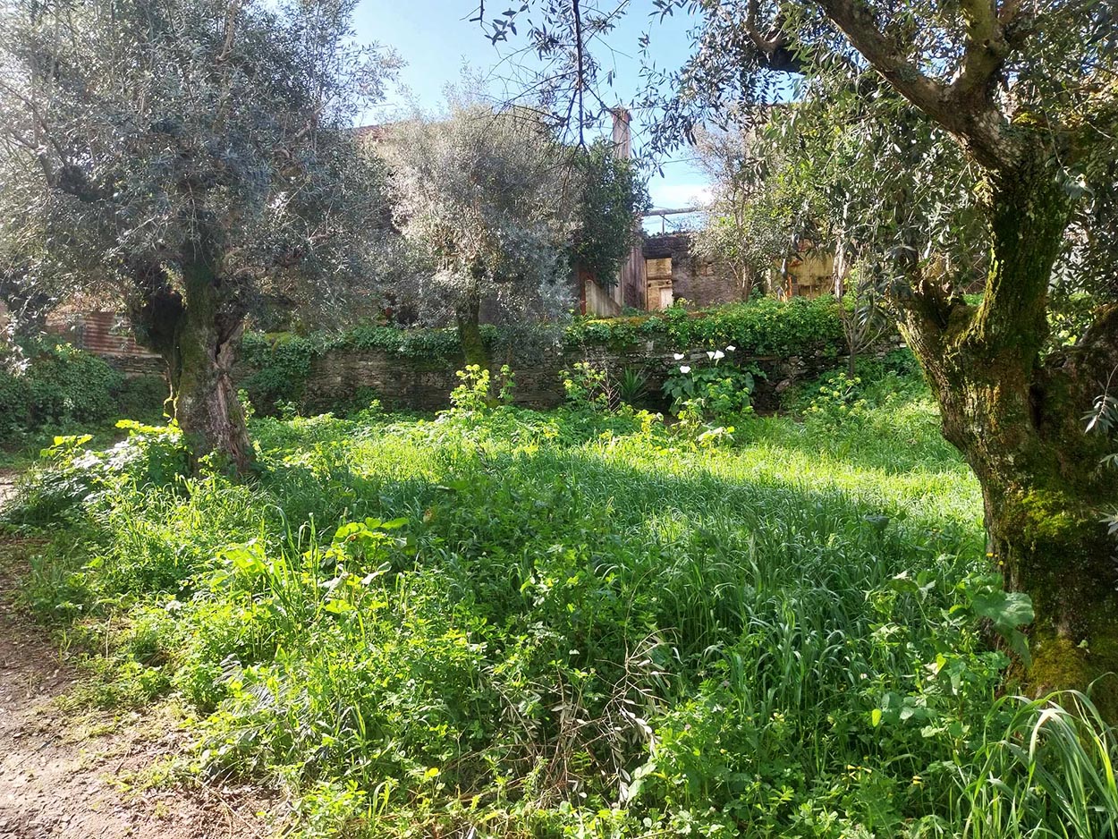 Terreno com Oliveiras » venda com reserva futura