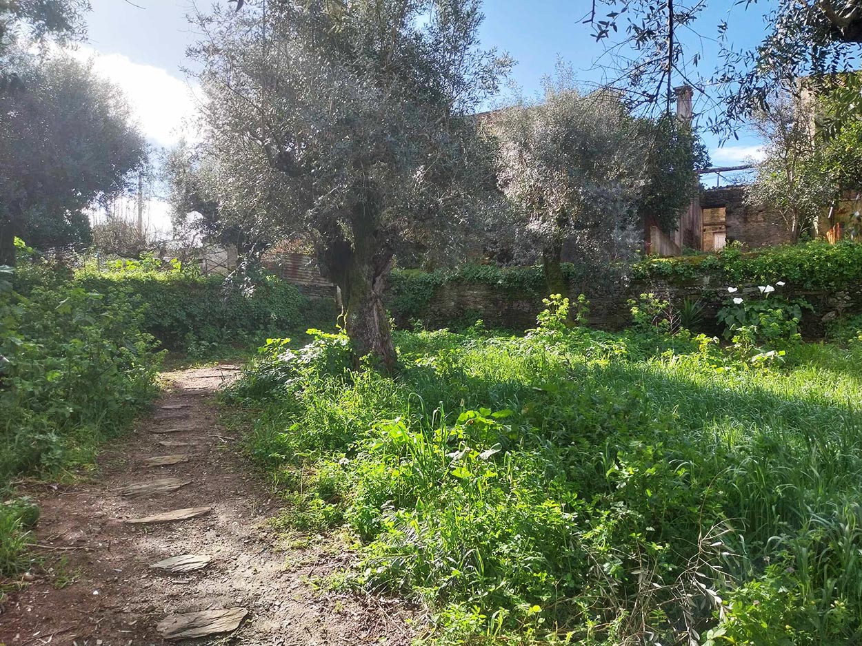 Terreno com Oliveiras » venda com reserva futura