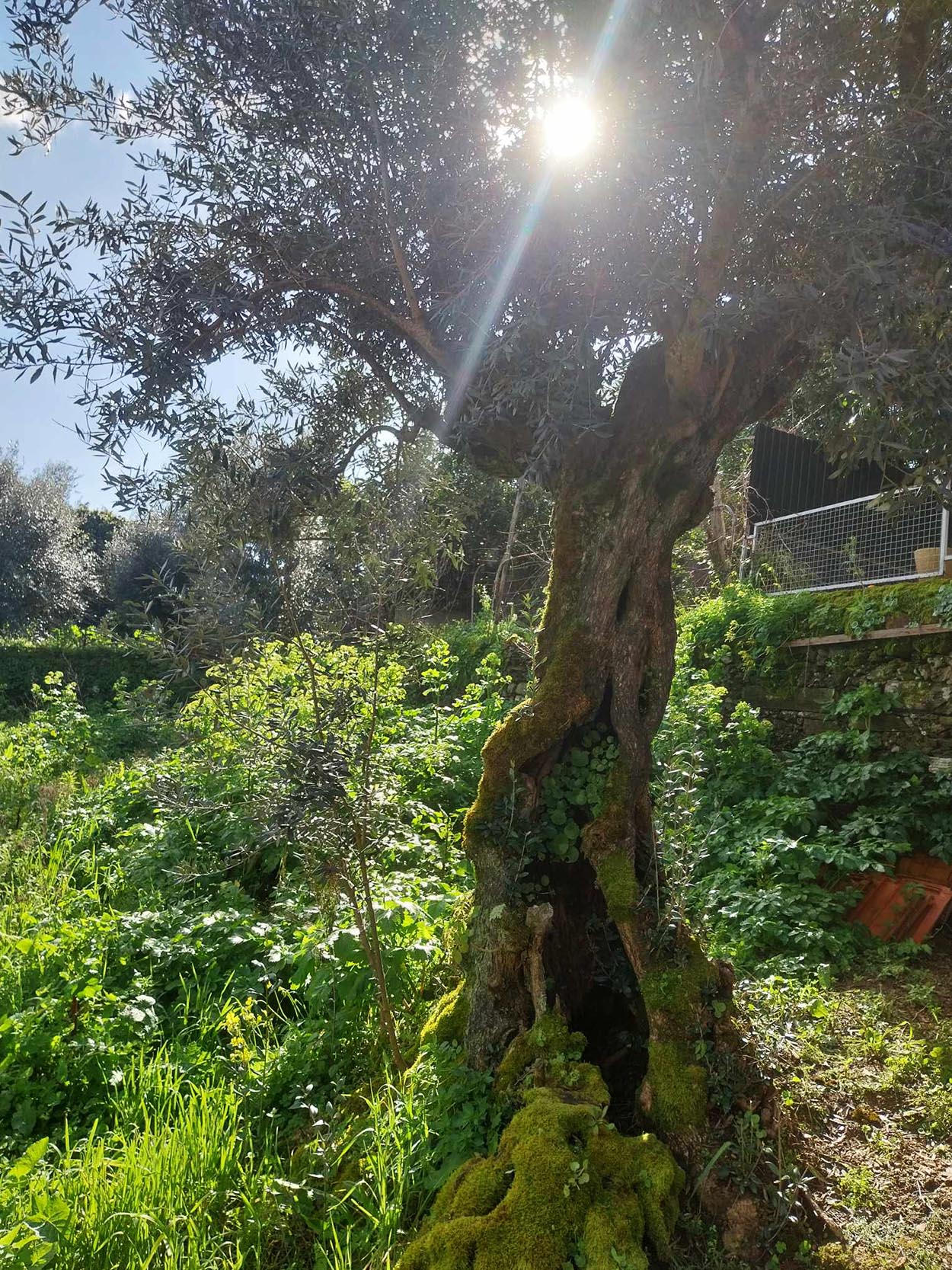 Oliveiras centenárias » venda com reserva futura
