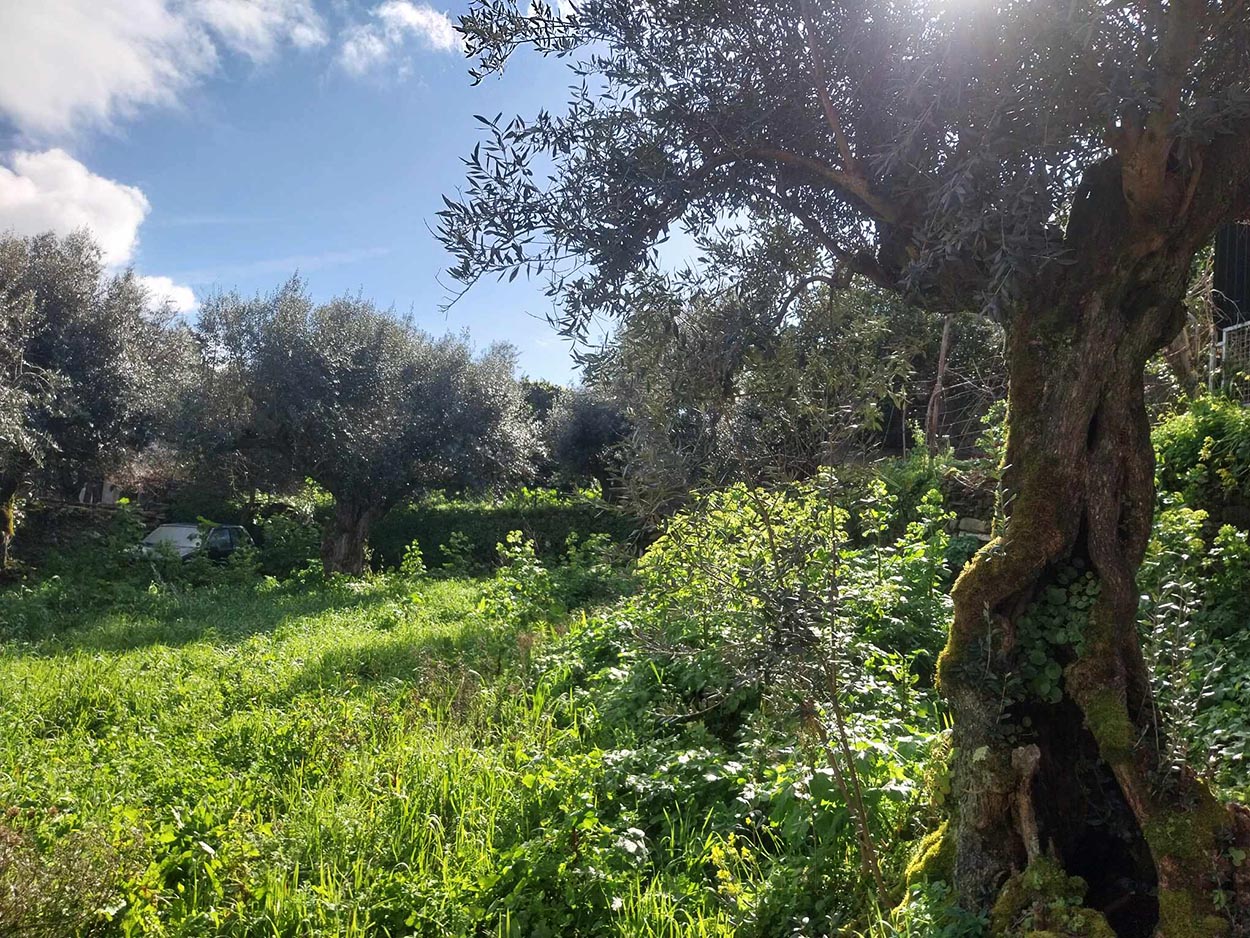 Oliveiras centenárias » venda com reserva futura